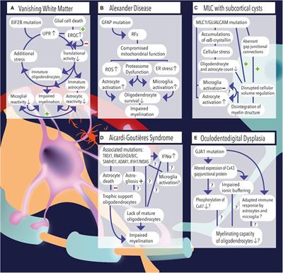 Astrocyte–Oligodendrocyte–Microglia Crosstalk in Astrocytopathies